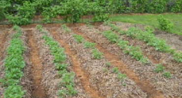 Různé způsoby mulčování brambor pro zvýšení výnosů